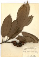 藏品(大葉石櫟)的圖片